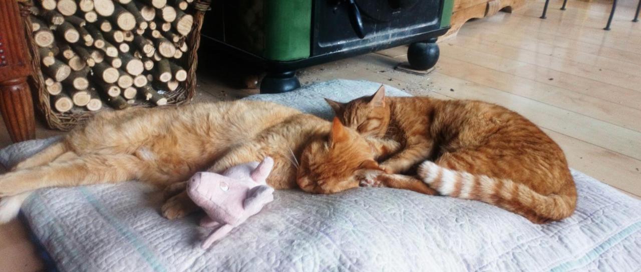 Au Chat Ronfleur Баньєр-де-Бігорр Екстер'єр фото